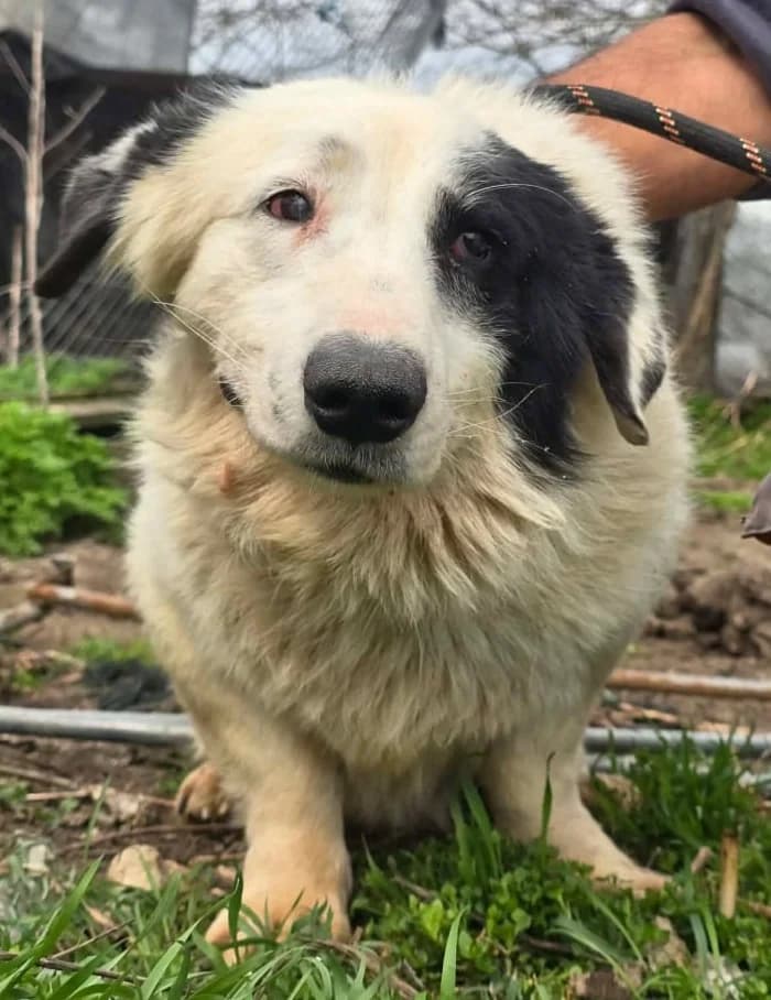 SIKARO, male Mixed Breed for adoption at Hundehilfe Lucky Stray e.V.