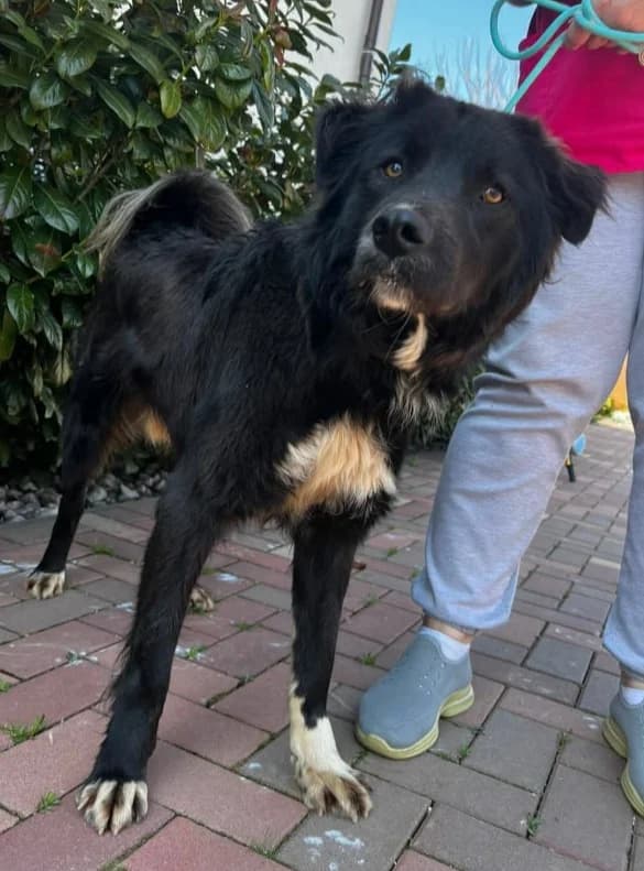 FILOU, male Mixed Breed for adoption at Hundehilfe Lucky Stray e.V.
