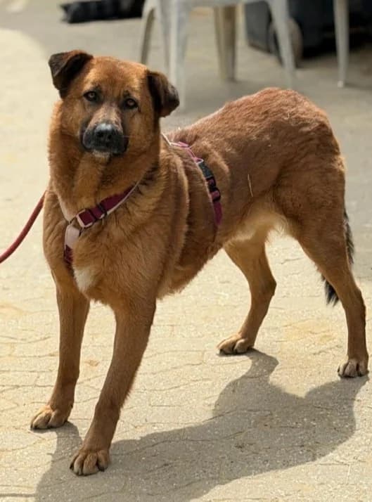 MUCK, male Mixed Breed for adoption at Hundehilfe Lucky Stray e.V.