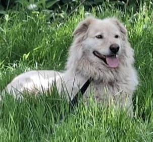 MOJO, male Mixed Breed for adoption at Hundehilfe Lucky Stray e.V.
