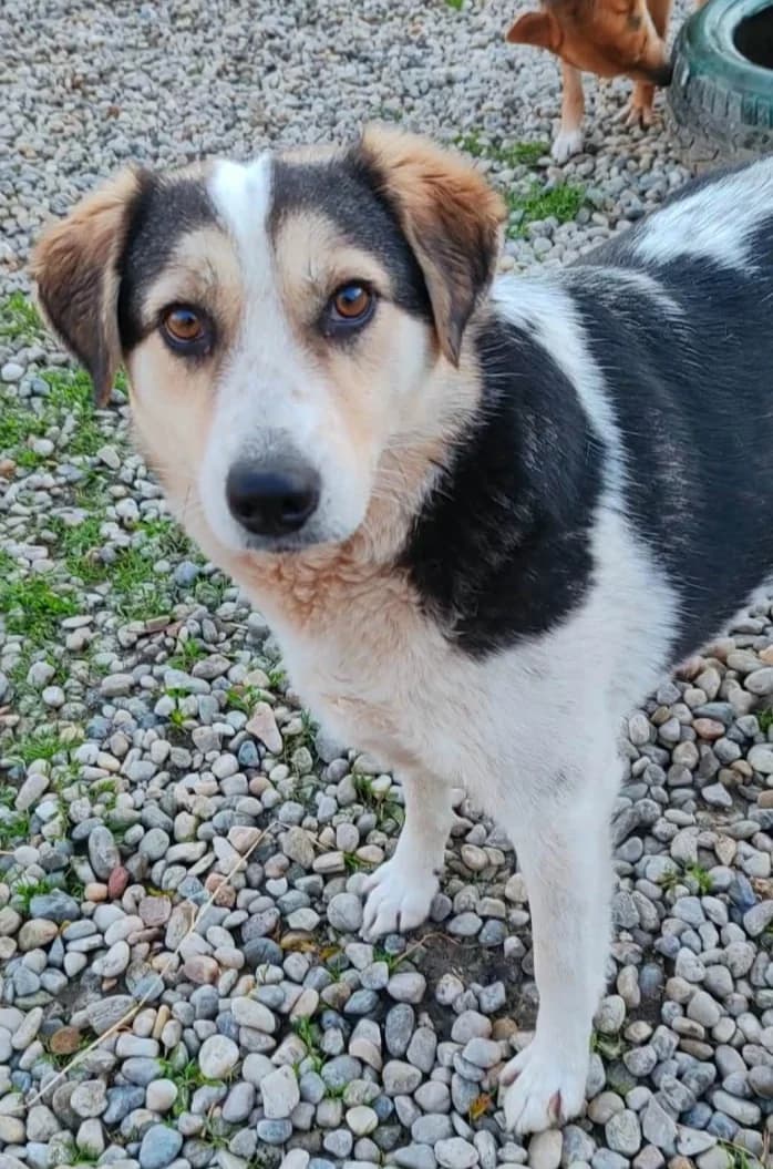SPENCER, male mixed breed for adoption at Hundehilfe Lucky Stray e.V.