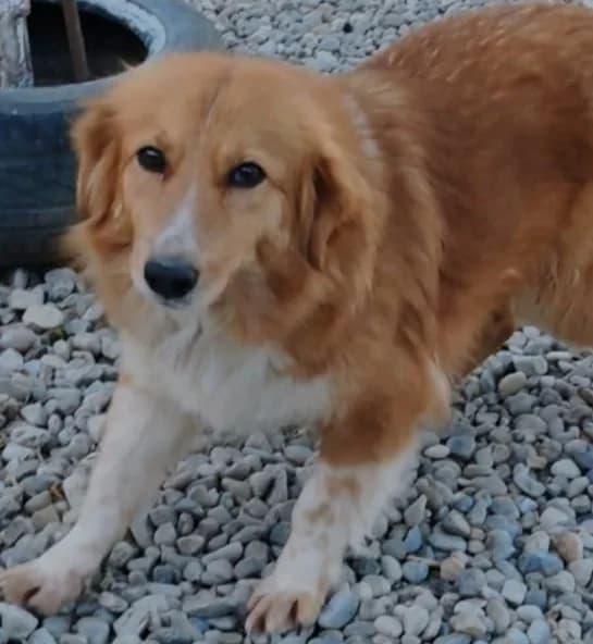 MAJA, female Mixed Breed for adoption at Hundehilfe Lucky Stray e.V.