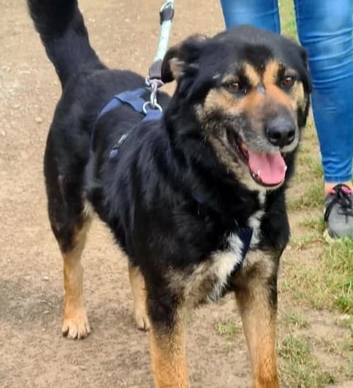 MAX, male Mixed Breed for adoption at Hundehilfe Lucky Stray e.V.