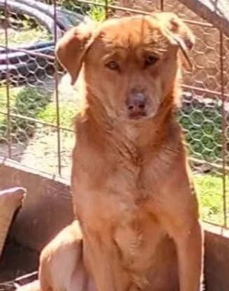 GRIVEI, male Mixed Breed for adoption at Hundehilfe Lucky Stray e.V.