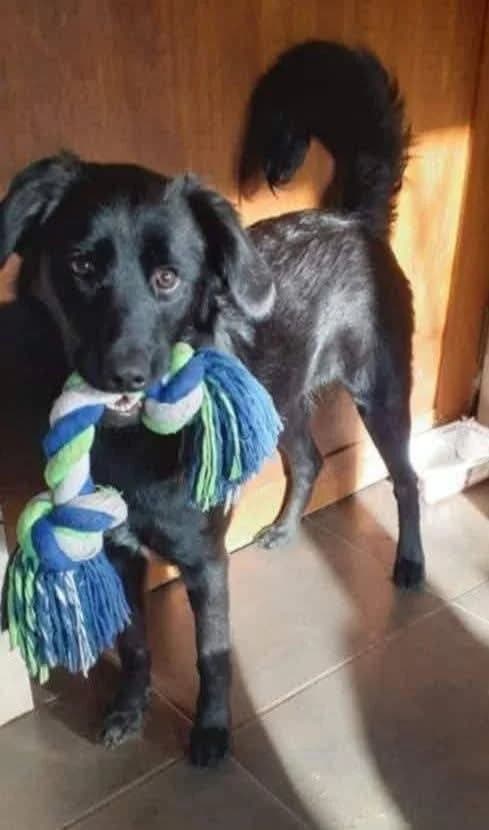 LUCKY, female Mixed Breed for adoption at Hundehilfe Lucky Stray e.V.