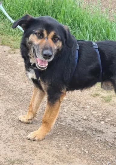 MAX, male Mixed Breed for adoption at Hundehilfe Lucky Stray e.V.