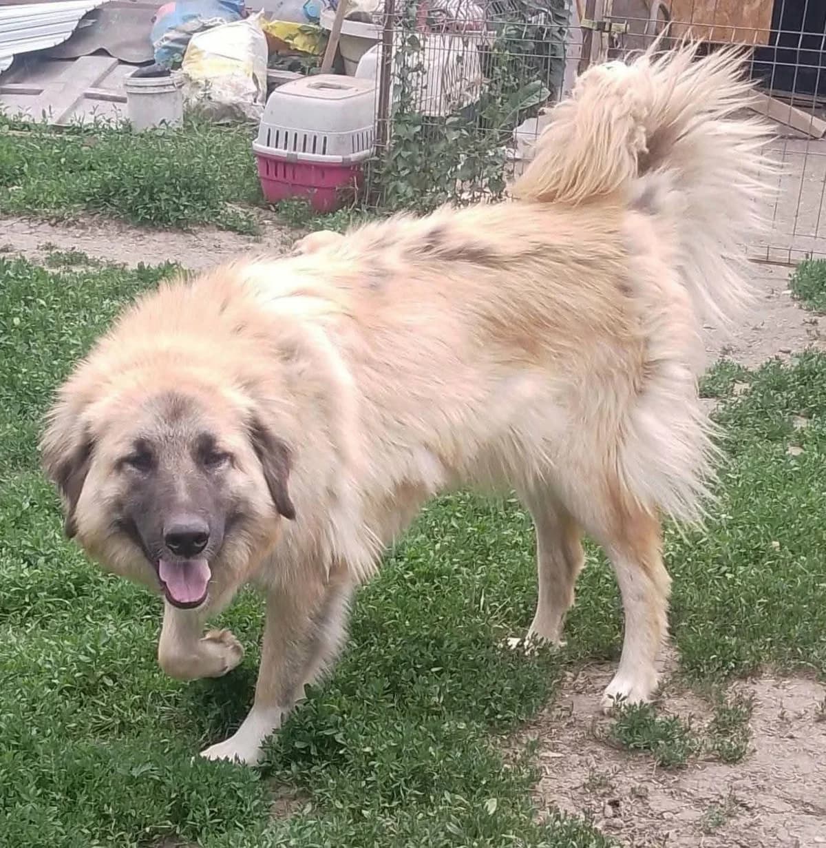 FLAKE, female Mixed Breed for adoption at Hundehilfe Lucky Stray e.V.
