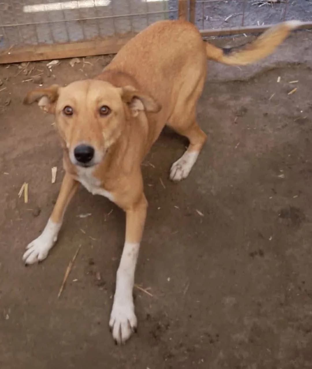 ELLA, female Mixed Breed for adoption at Hundehilfe Lucky Stray e.V.
