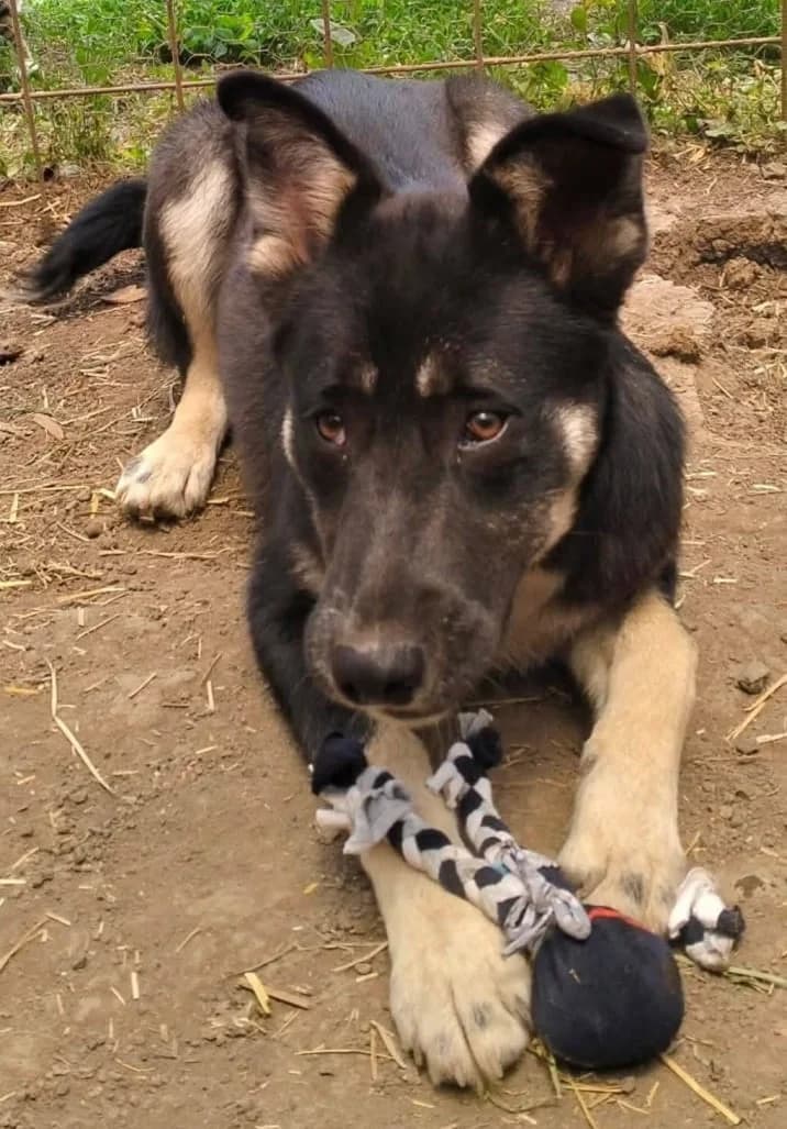 ZORA, female Mixed Breed for adoption at Hundehilfe Lucky Stray e.V.