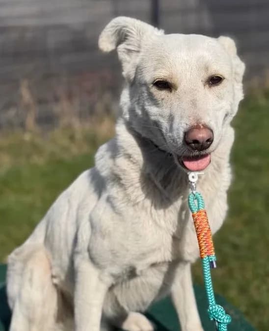 ALBA, female Mixed Breed for adoption at Hundehilfe Lucky Stray e.V.