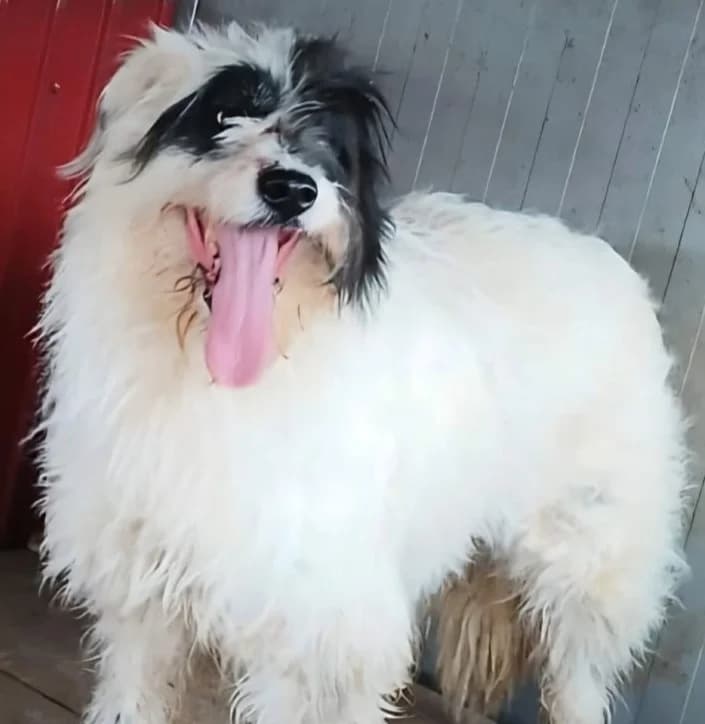 ILONA, female Mixed Breed for adoption at Hundehilfe Lucky Stray e.V.