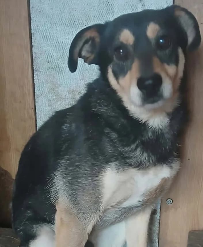 COOPER, male Mixed Breed for adoption at Hundehilfe Lucky Stray e.V.