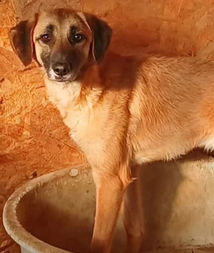 LASSE, male Mixed Breed for adoption at Hundehilfe Lucky Stray e.V.