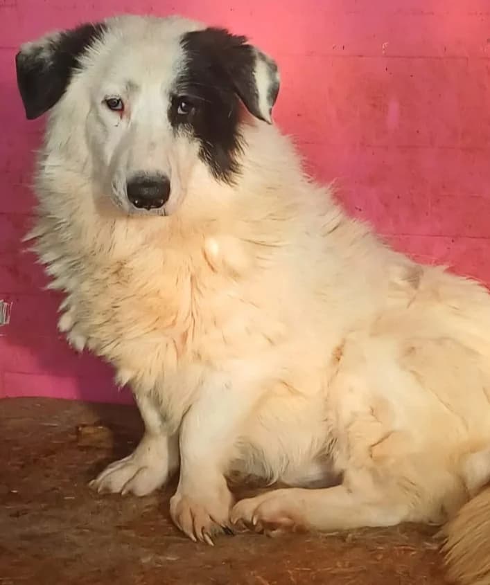 SIKARO, male Mixed Breed for adoption at Hundehilfe Lucky Stray e.V.