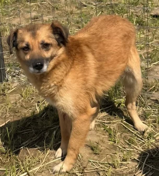 WILLY, male mixed breed for adoption at Hundehilfe Lucky Stray e.V.