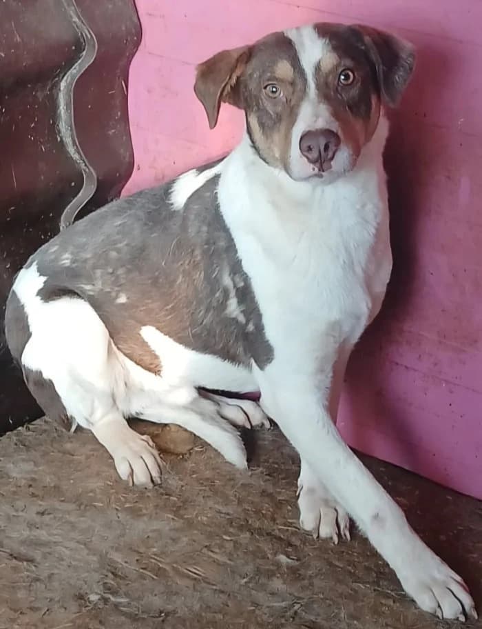 RICKY, male Mixed Breed for adoption at Hundehilfe Lucky Stray e.V.