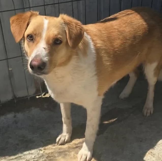 LISA, female Mixed Breed for adoption at Hundehilfe Lucky Stray e.V.
