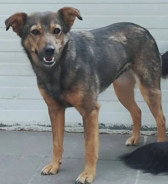 JOY, female Mixed Breed for adoption at Hundehilfe Lucky Stray e.V.