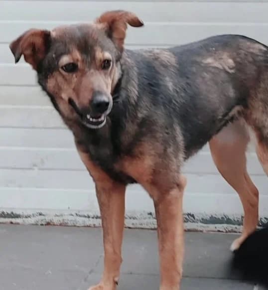 JOY, female Mixed Breed for adoption at Hundehilfe Lucky Stray e.V.