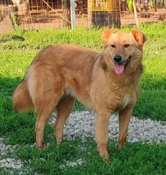 INGE, female Mixed Breed for adoption at Hundehilfe Lucky Stray e.V.