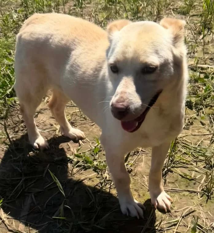 LORD HOPE, male Mixed Breed for adoption at Hundehilfe Lucky Stray e.V.