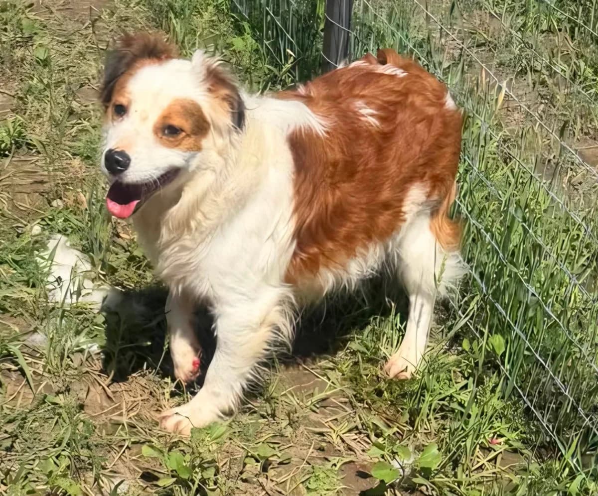 BUBI, male Mixed Breed for adoption at Hundehilfe Lucky Stray e.V.