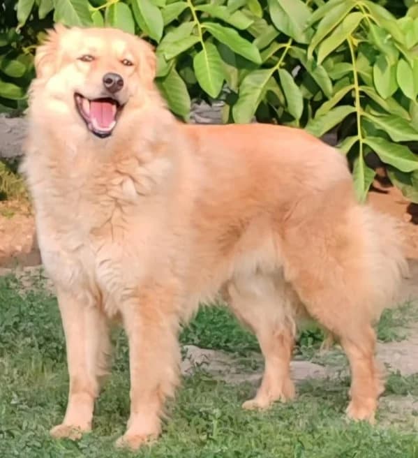 KIRA, female Mixed Breed for adoption at Hundehilfe Lucky Stray e.V.