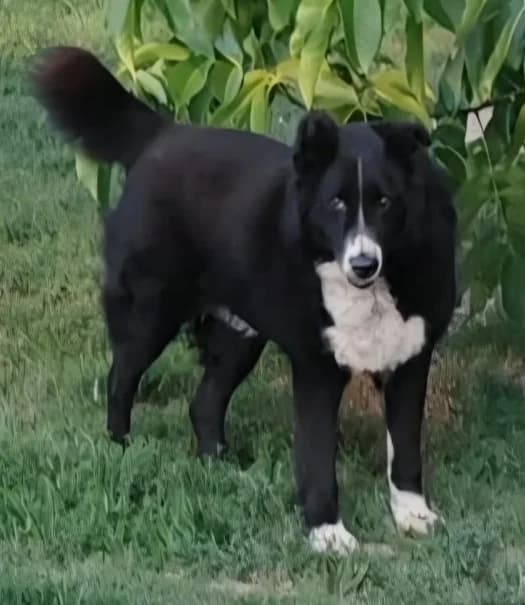 NERA, female Mixed Breed for adoption at Hundehilfe Lucky Stray e.V.