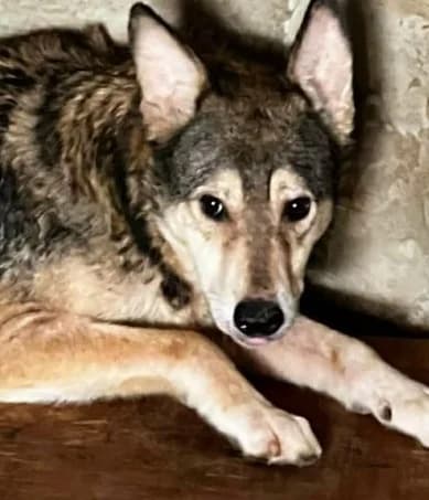 ATTILA, male Mixed Breed for adoption at Hundehilfe Lucky Stray e.V.