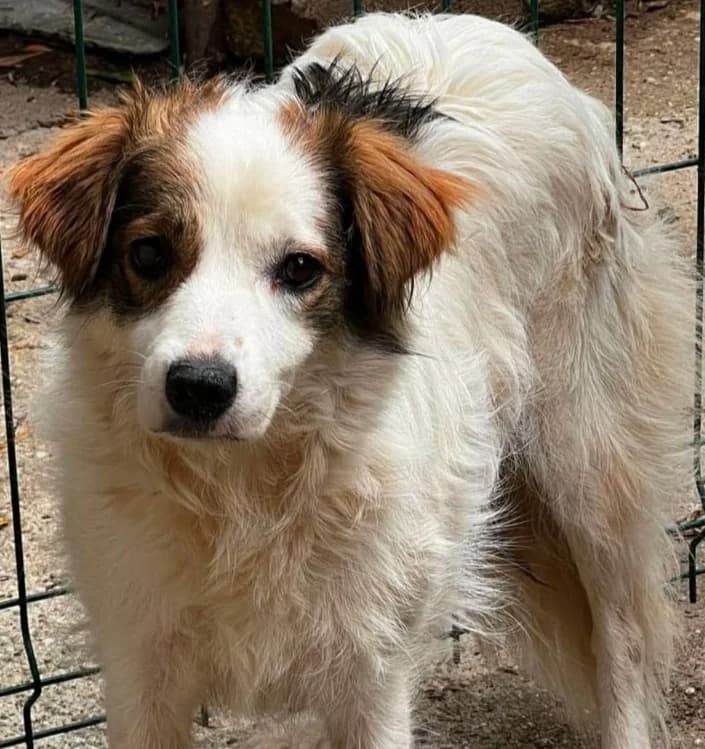 NAIRA, female Mixed Breed for adoption at Hundehilfe Lucky Stray e.V.