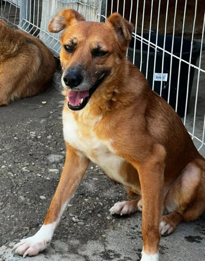 FOX, male Mixed Breed for adoption at Hundehilfe Lucky Stray e.V.