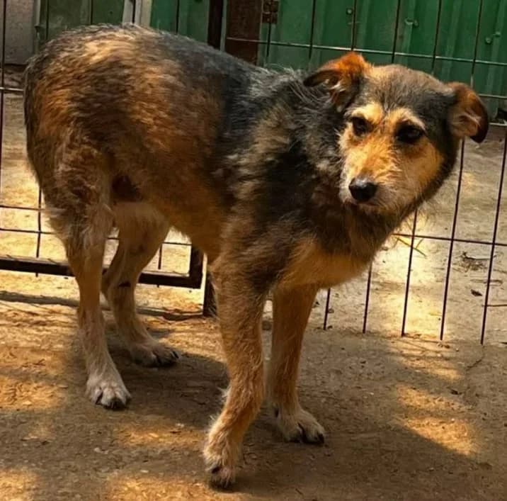 SVENJA, female Mixed Breed for adoption at Hundehilfe Lucky Stray e.V.