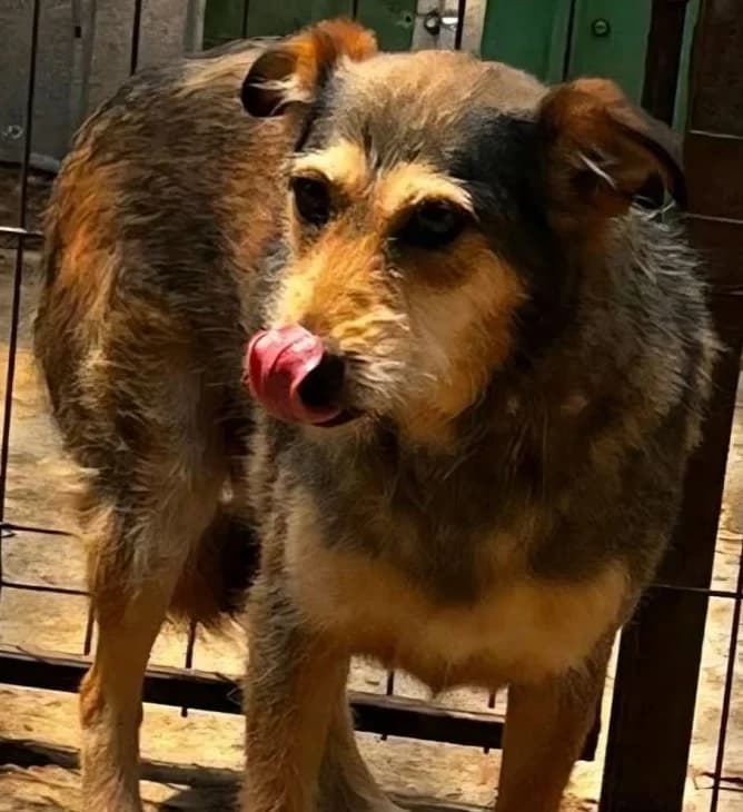 SVENJA, female Mixed Breed for adoption at Hundehilfe Lucky Stray e.V.