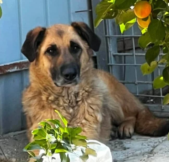BUDDY, male Mixed Breed for adoption at Hundehilfe Lucky Stray e.V.