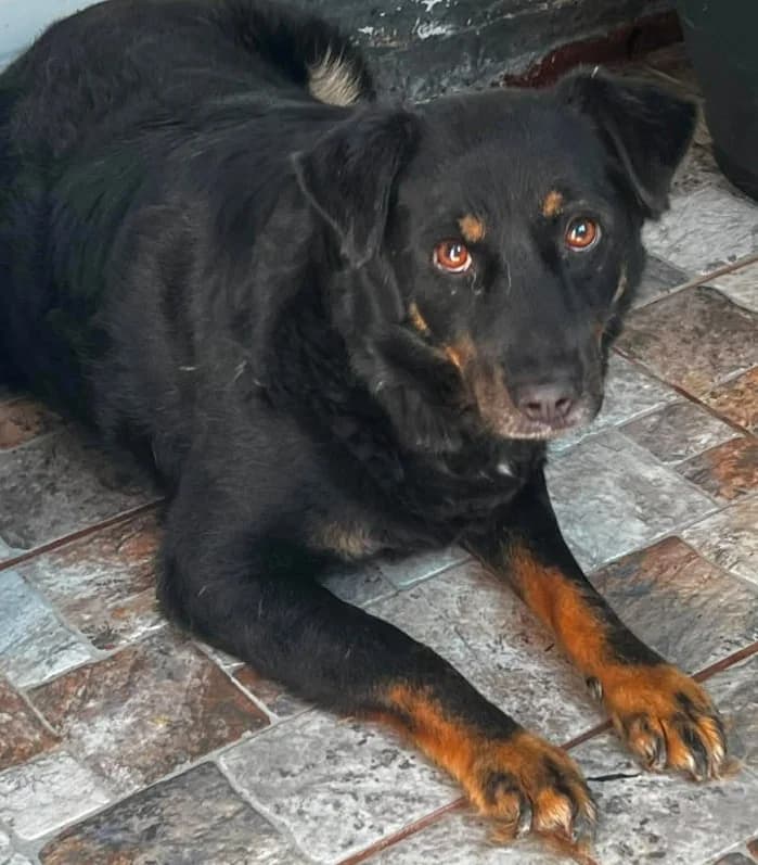 KAY, male Mixed Breed for adoption at Hundehilfe Lucky Stray e.V.