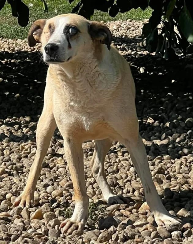 ALEXANDER, male Mixed Breed for adoption at Hundehilfe Lucky Stray e.V.