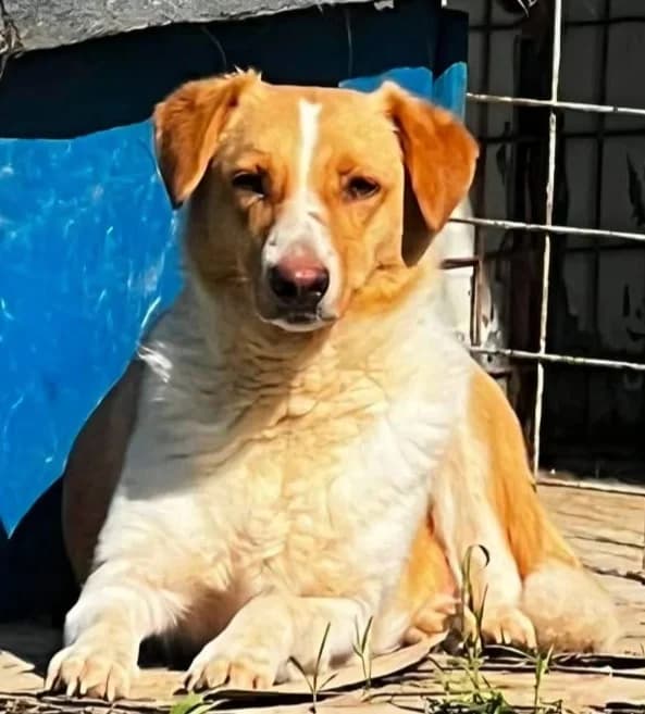 LISA, female Mixed Breed for adoption at Hundehilfe Lucky Stray e.V.