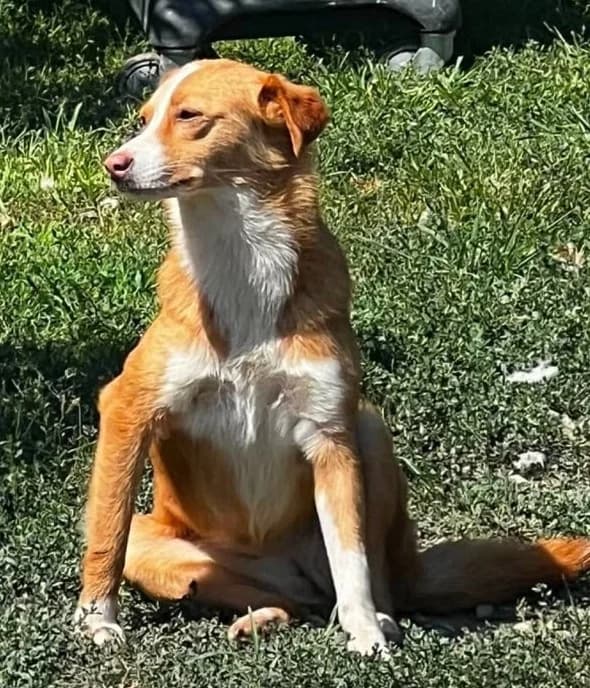 GINGER, female Mixed Breed for adoption at Hundehilfe Lucky Stray e.V.
