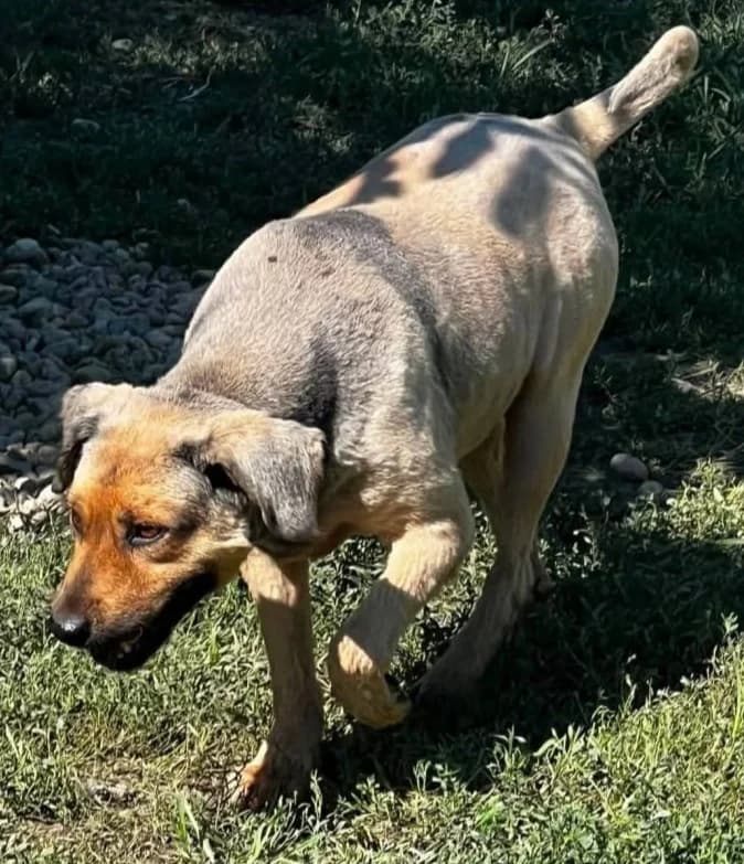 DARKOS, male Mixed Breed for adoption at Hundehilfe Lucky Stray e.V.