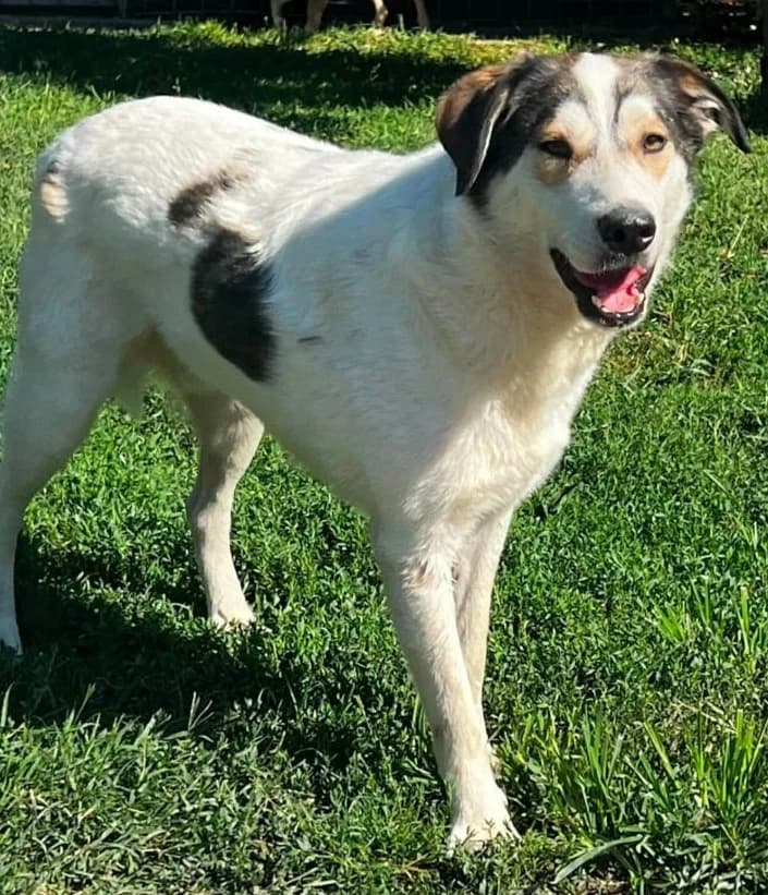 BRUNO, male Mixed Breed for adoption at Hundehilfe Lucky Stray e.V.
