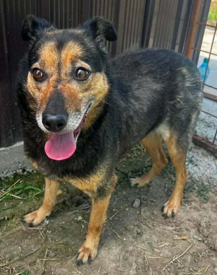 ALEA, female Mixed Breed for adoption at Hundehilfe Lucky Stray e.V.