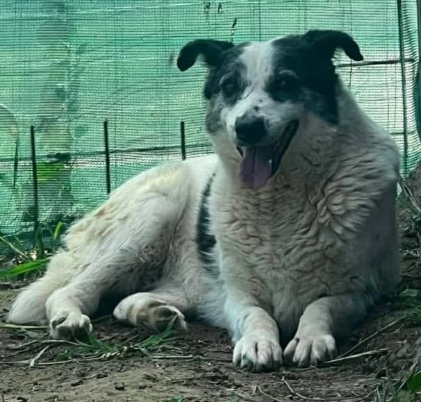 KATE, female Mixed Breed for adoption at Hundehilfe Lucky Stray e.V.