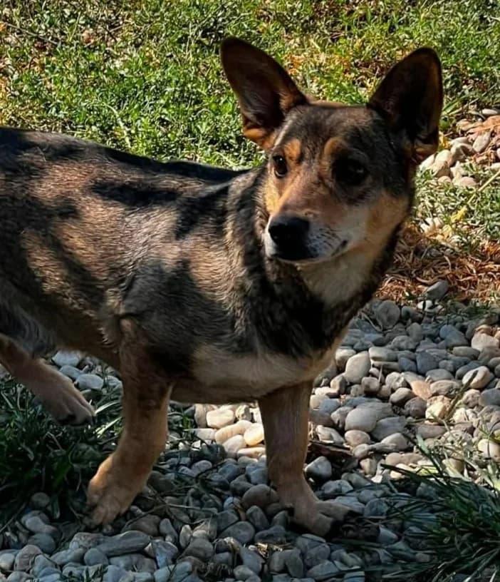 SARI, male Mixed Breed for adoption at Hundehilfe Lucky Stray e.V.