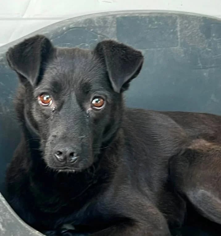 CARLO, male Mixed Breed for adoption at Hundehilfe Lucky Stray e.V.