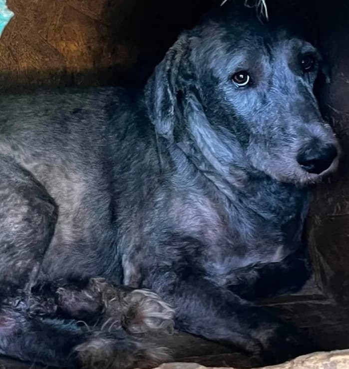 ARTCHI, male Mixed Breed for adoption at Hundehilfe Lucky Stray e.V.