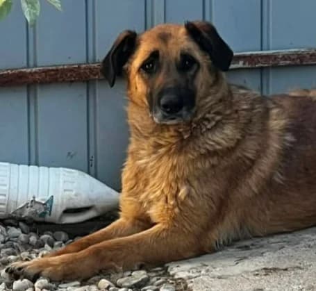 BUDDY, male Mixed Breed for adoption at Hundehilfe Lucky Stray e.V.