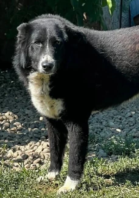 NERA, female Mixed Breed for adoption at Hundehilfe Lucky Stray e.V.
