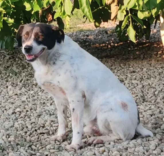 MONTY, male Mixed Breed for adoption at Hundehilfe Lucky Stray e.V.