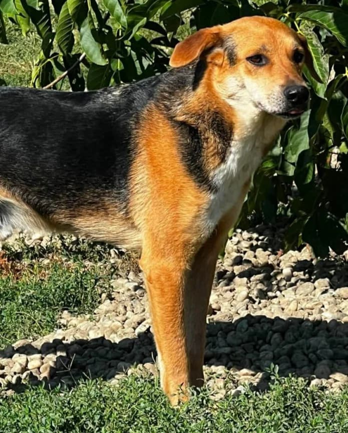 MR. HOPE, male Mixed Breed for adoption at Hundehilfe Lucky Stray e.V.