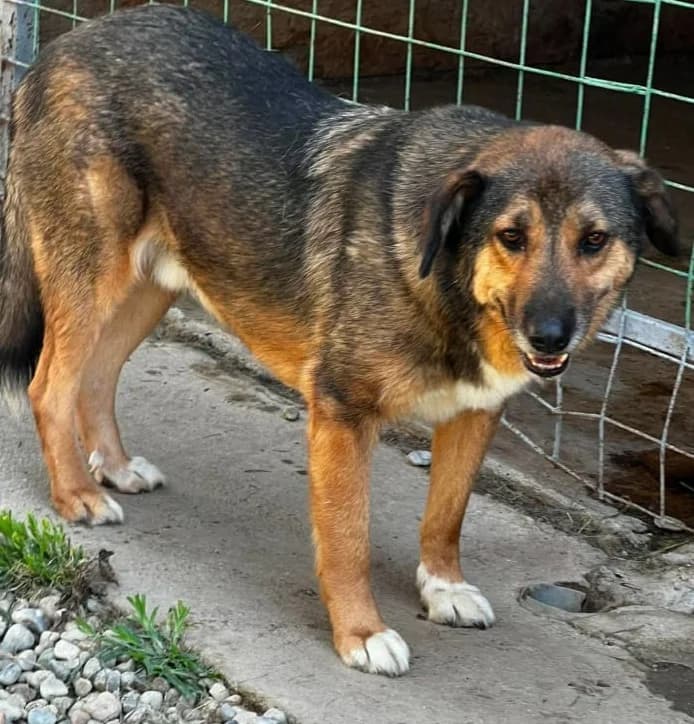SCAPIN, male Mixed Breed for adoption at Hundehilfe Lucky Stray e.V.